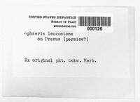 Pertusaria leioplaca image